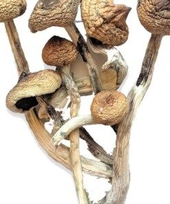 Costa Rican Magic Mushrooms